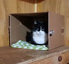 Jade - Sponsored! - Photo 2