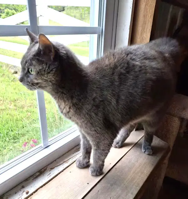 Jen - Sponsored - Domestic Short Hair