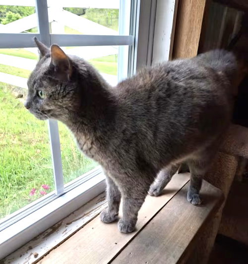 picture of the cat needing adoption