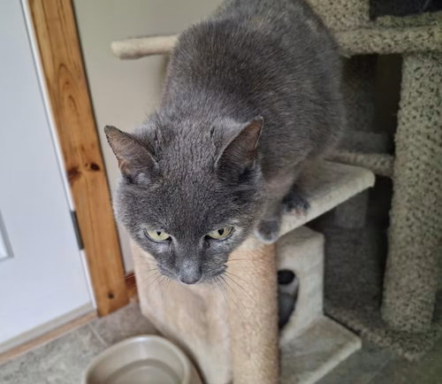 JEN - Domestic Short Hair available for adoption