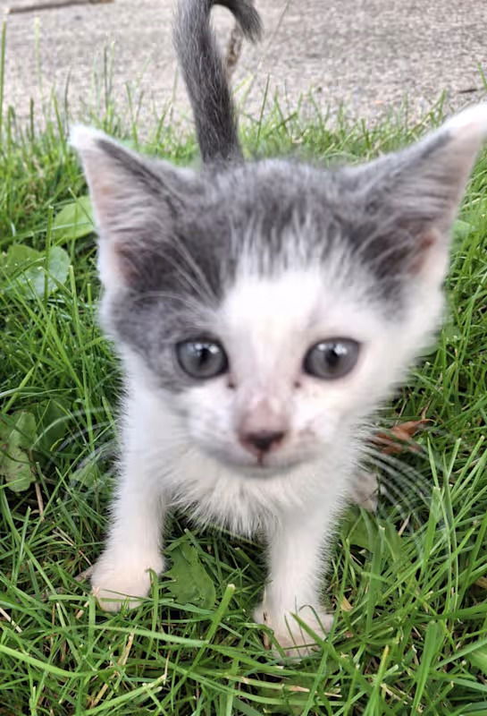 adoptable Cat in Monterey, VA named Parsley