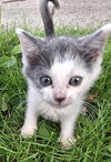 adoptable Cat in , VA named Parsley