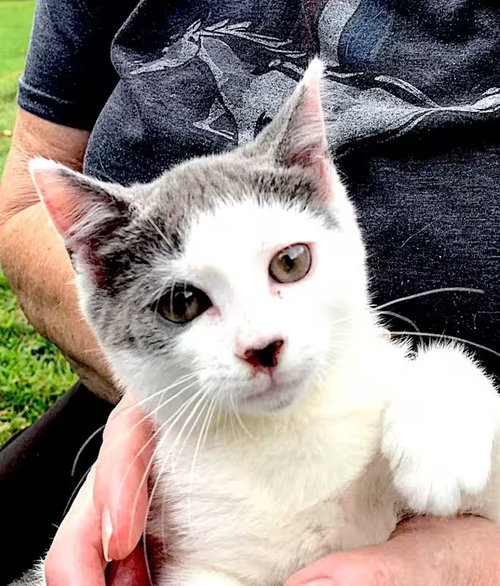 picture of the cat needing adoption