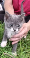adoptable Cat in monterey, VA named Sage