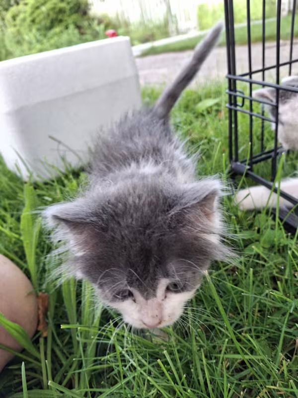 adoptable Cat in Monterey, VA named LoveE