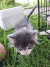 adoptable Cat in , VA named LoveE