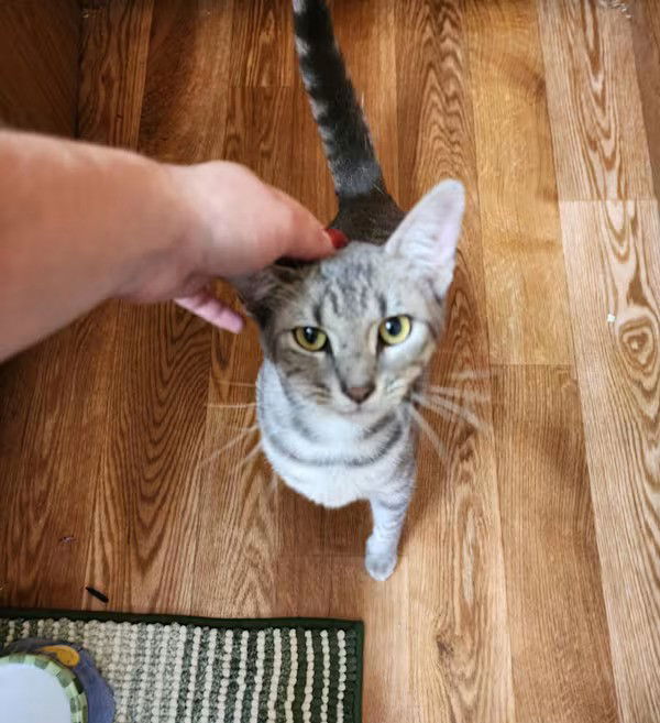 adoptable Cat in Monterey, VA named Buddy 2.0