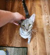 adoptable Cat in , VA named Buddy 2.0