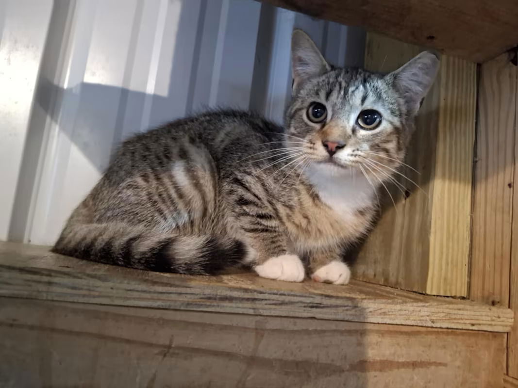 adoptable Cat in Monterey, VA named Curry
