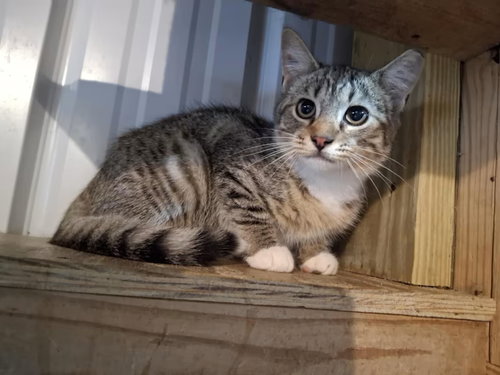 picture of the cat needing adoption