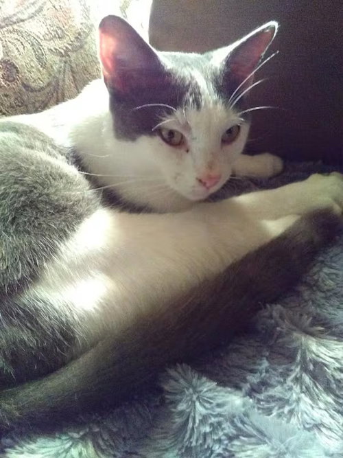 picture of the cat needing adoption