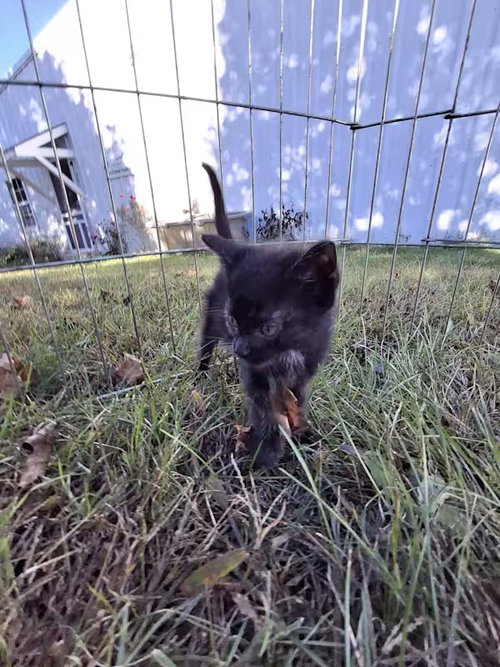 picture of the cat needing adoption