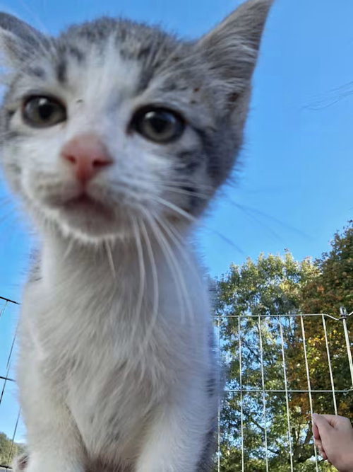 picture of the cat needing adoption