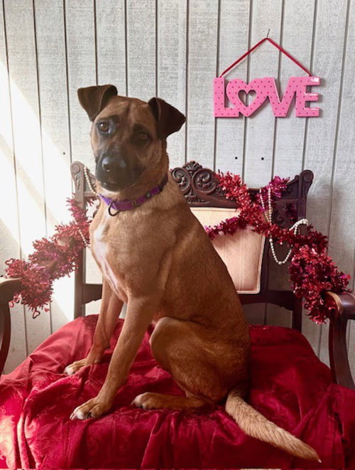Birdie, an adoptable German Shepherd Dog in Monterey, VA