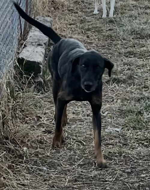 picture of the dog needing adoption