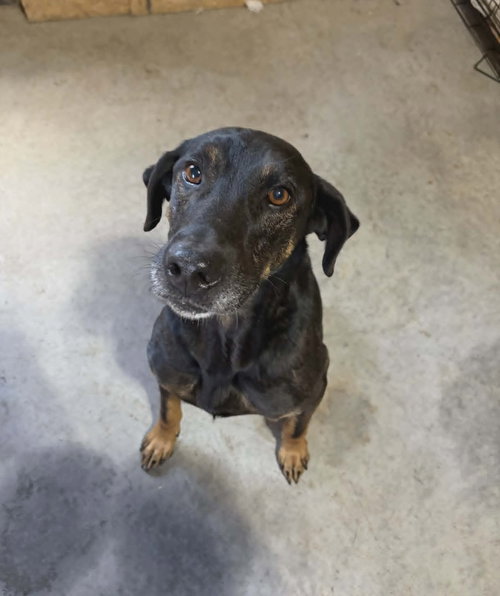 Whitley, an adoptable German Shepherd Dog in Monterey, VA