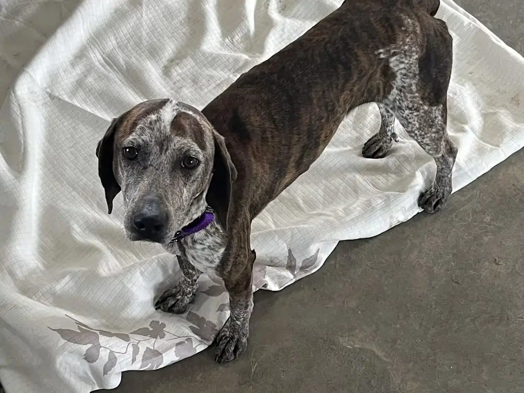 Riley - Hound
