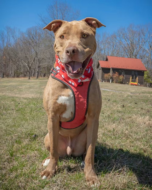 Patrick Henry - sponsored!, an adoptable Pit Bull Terrier in Monterey, VA