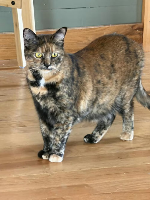 picture of the cat needing adoption