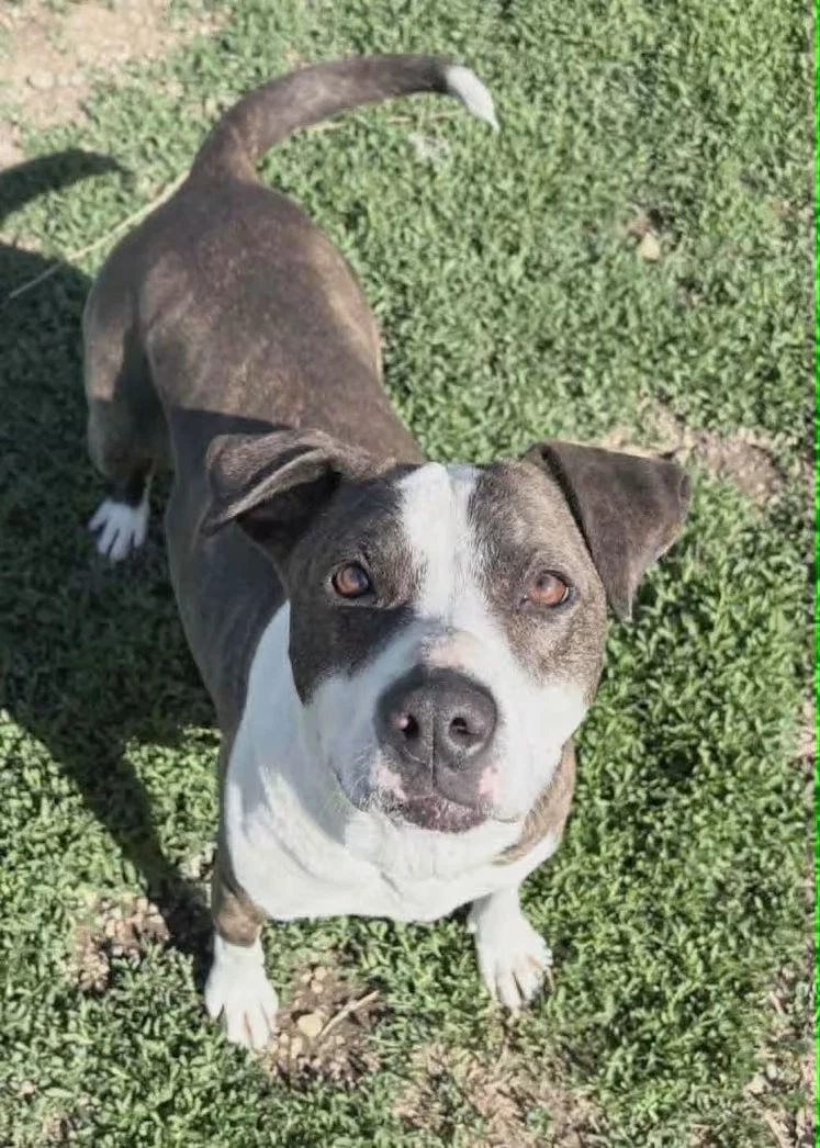 Sadie Pibble - Sponsored