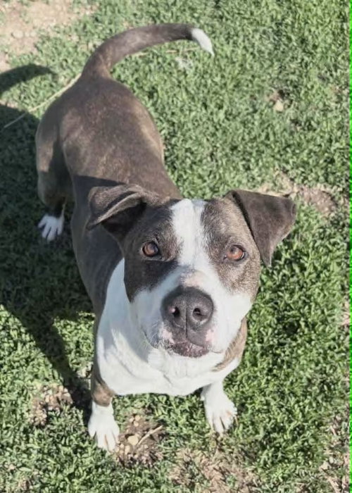 Sadie Pibble - Sponsored!, an adoptable Pit Bull Terrier in Monterey, VA