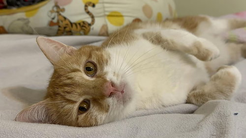 Ginger - sponsored!, an adoptable Domestic Short Hair in Monterey, VA