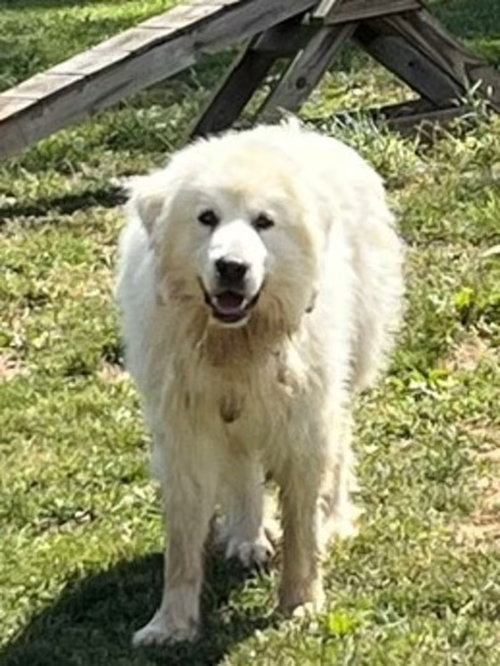 Ghost - Sponsored!, an adoptable Great Pyrenees in Monterey, VA