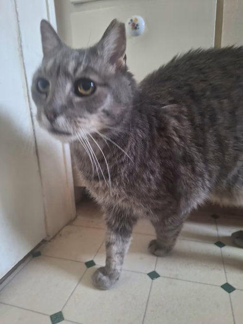 Max - Sponsored!, an adoptable Domestic Short Hair in Monterey, VA