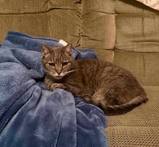 Max  - Sponsored!, Senior Domestic Short Hair / Mixed (short coat), cat for adoption in Harrisonburg, Virginia