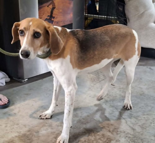 Jolene - Sponsored!, an adoptable Foxhound in Monterey, VA