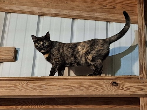 picture of the cat needing adoption