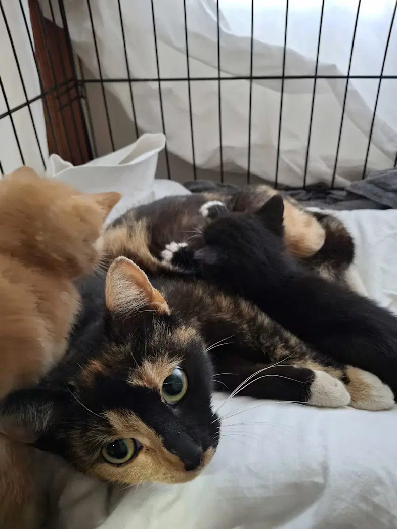 Callalily - Domestic Short Hair