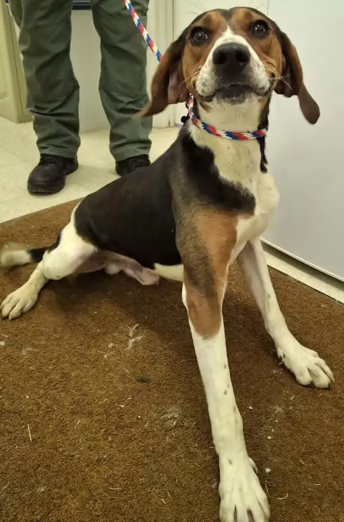 Buzz Lightyear - Sponsored - Treeing Walker Coonhound