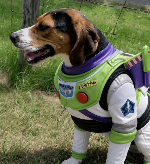 Buzz Lightyear - Sponsored!, an adoptable Treeing Walker Coonhound in Monterey, VA