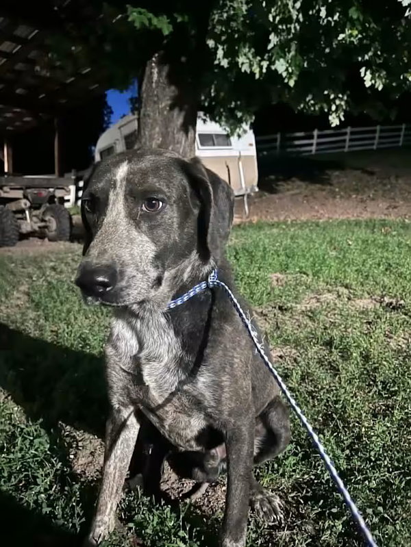 Bashful - rehome