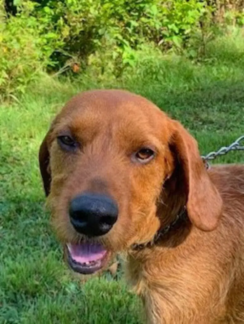 Slim Jim - Sponsored - Airedale Terrier