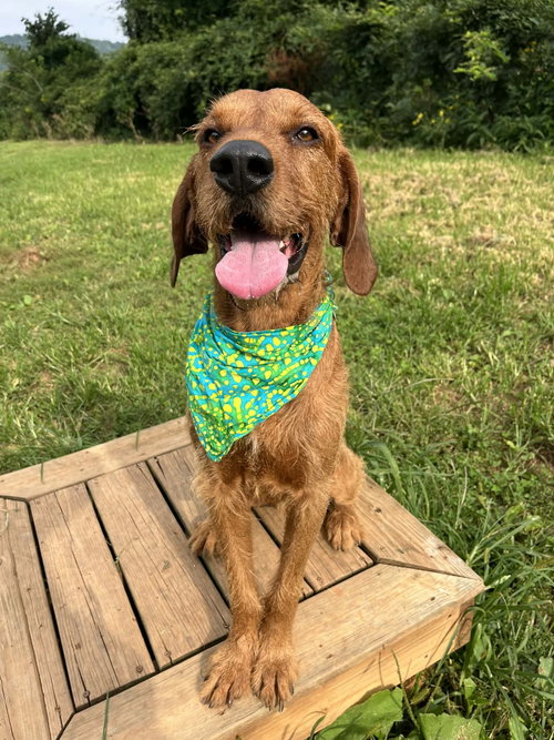 picture of the dog needing adoption