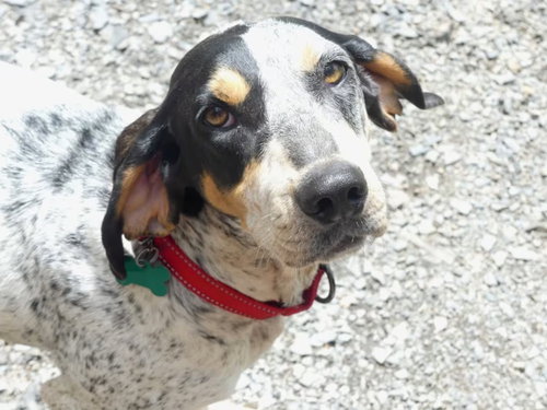 picture of the dog needing adoption