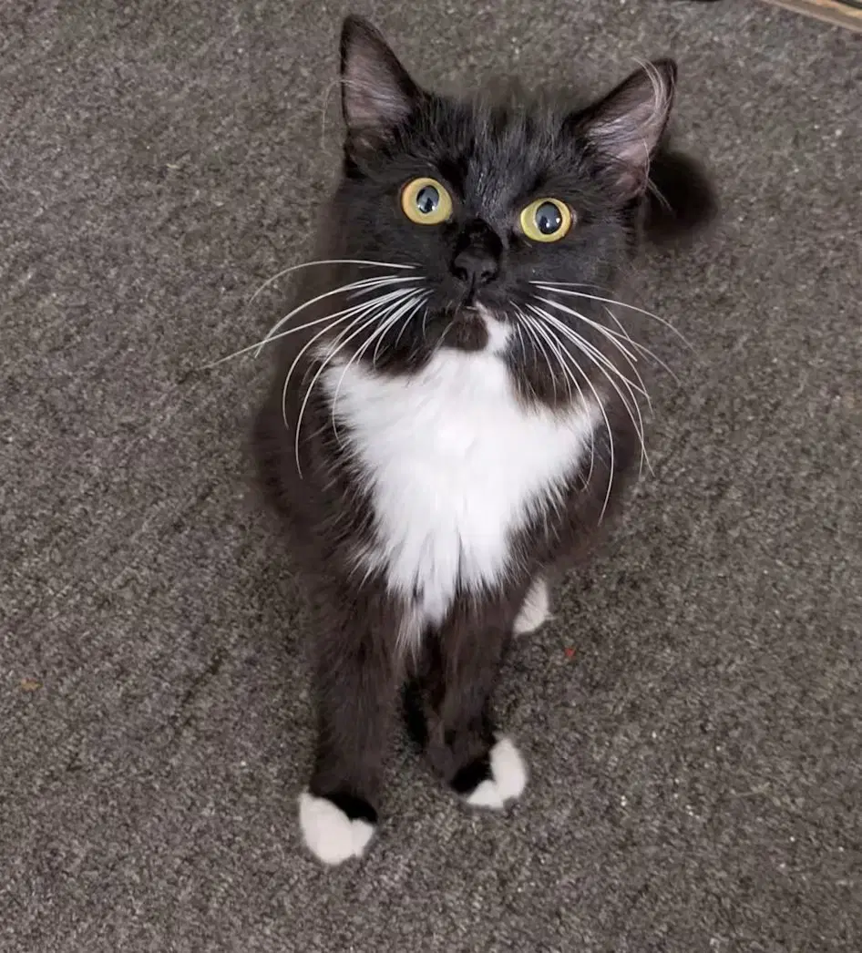 Pennylope Pussycat - Domestic Medium Hair