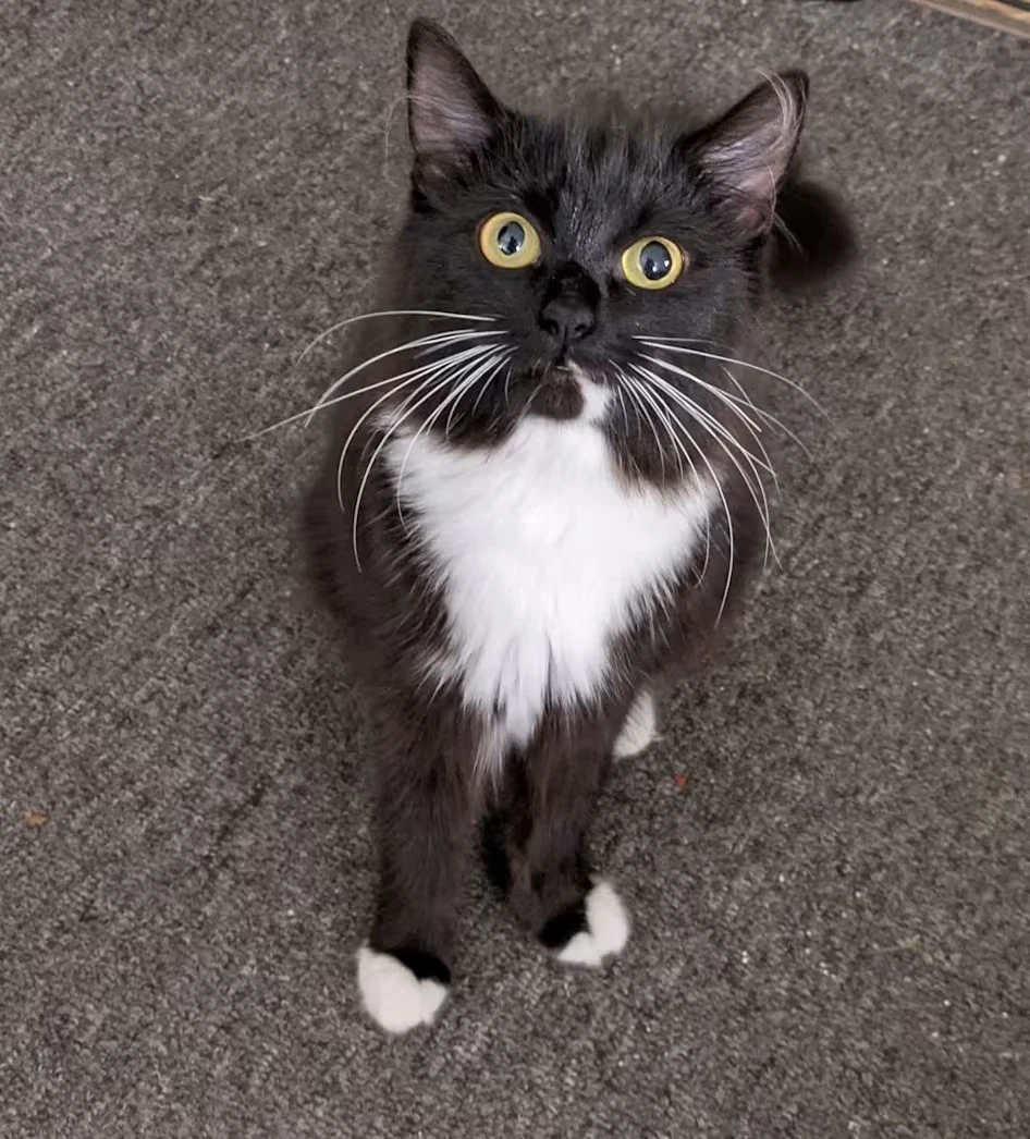 Pennylope Pussycat