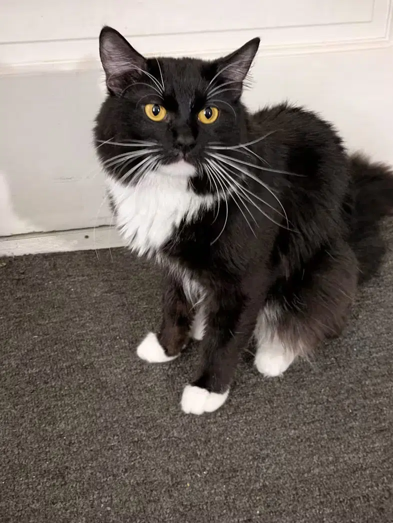 Possum - Domestic Medium Hair