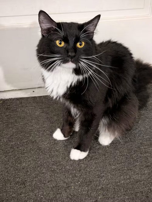 picture of the cat needing adoption