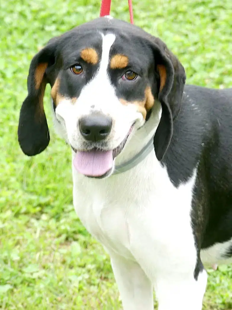 Daisy May - Treeing Walker Coonhound