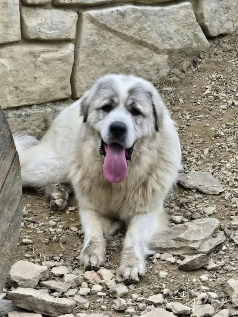 Maverick - Rehome - Great Pyrenees