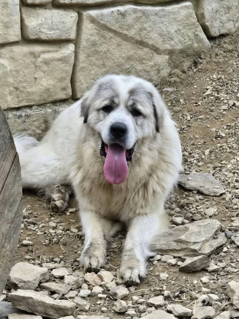 Maverick - Rehome