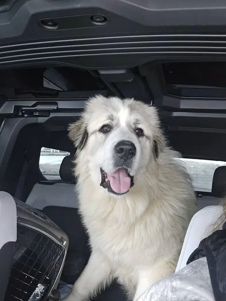 Maverick - Rehome image 3