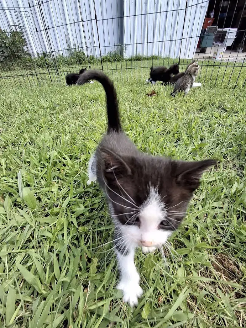 Current - Domestic Short Hair