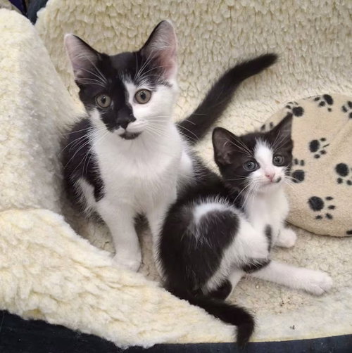 picture of the cat needing adoption