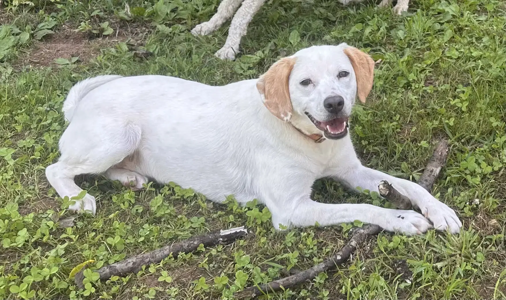 Diamond - Sponsored - Labrador Retriever
