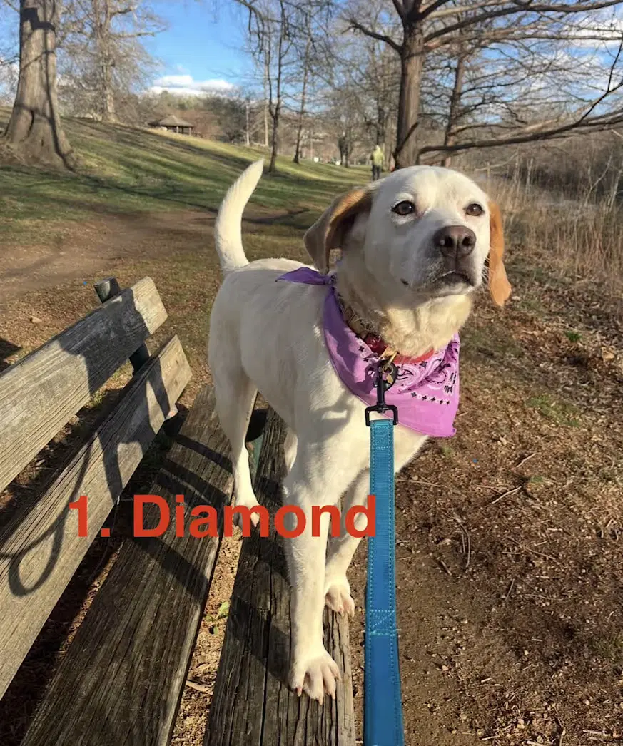 Diamond - Sponsored image 2